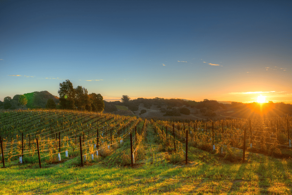 How Climate Shapes the Taste of Wine