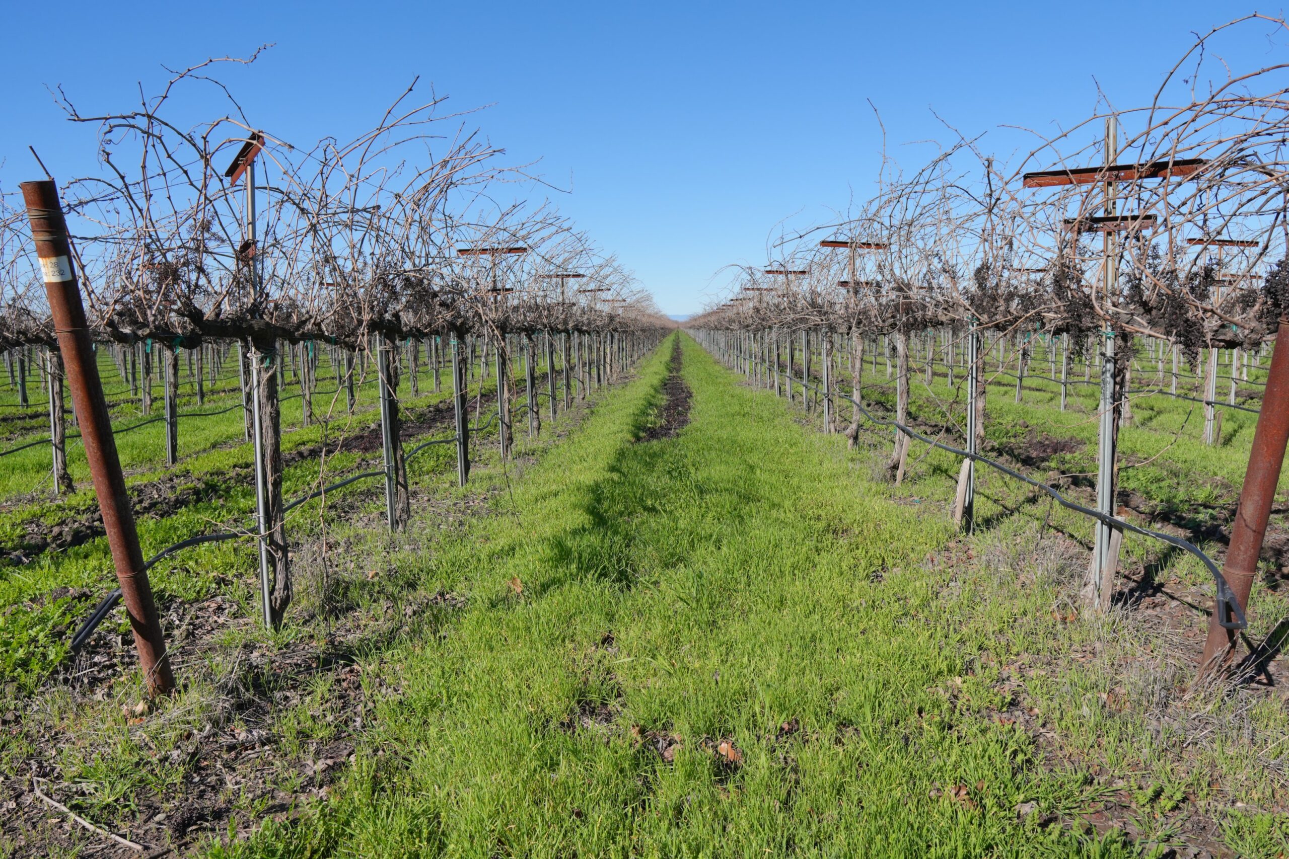 The image depicts lush vineyard rows leading toward the Sacramento River Delta, with a soft afternoon fog enveloping the vibrant green vines. This serene scene captures the essence of local wineries, inviting guests to enjoy wine tasting experiences surrounded by nature's beauty.