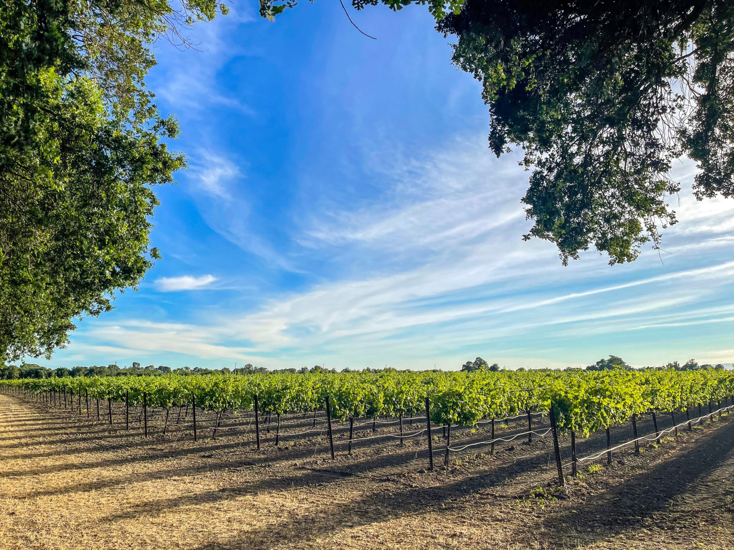 A group of friends and family are enjoying wine on an outdoor patio, surrounded by lush willow trees and scenic farmland, with a river flowing in the background. This delightful tasting experience captures the essence of community and good wine at a winery near downtown Sacramento.