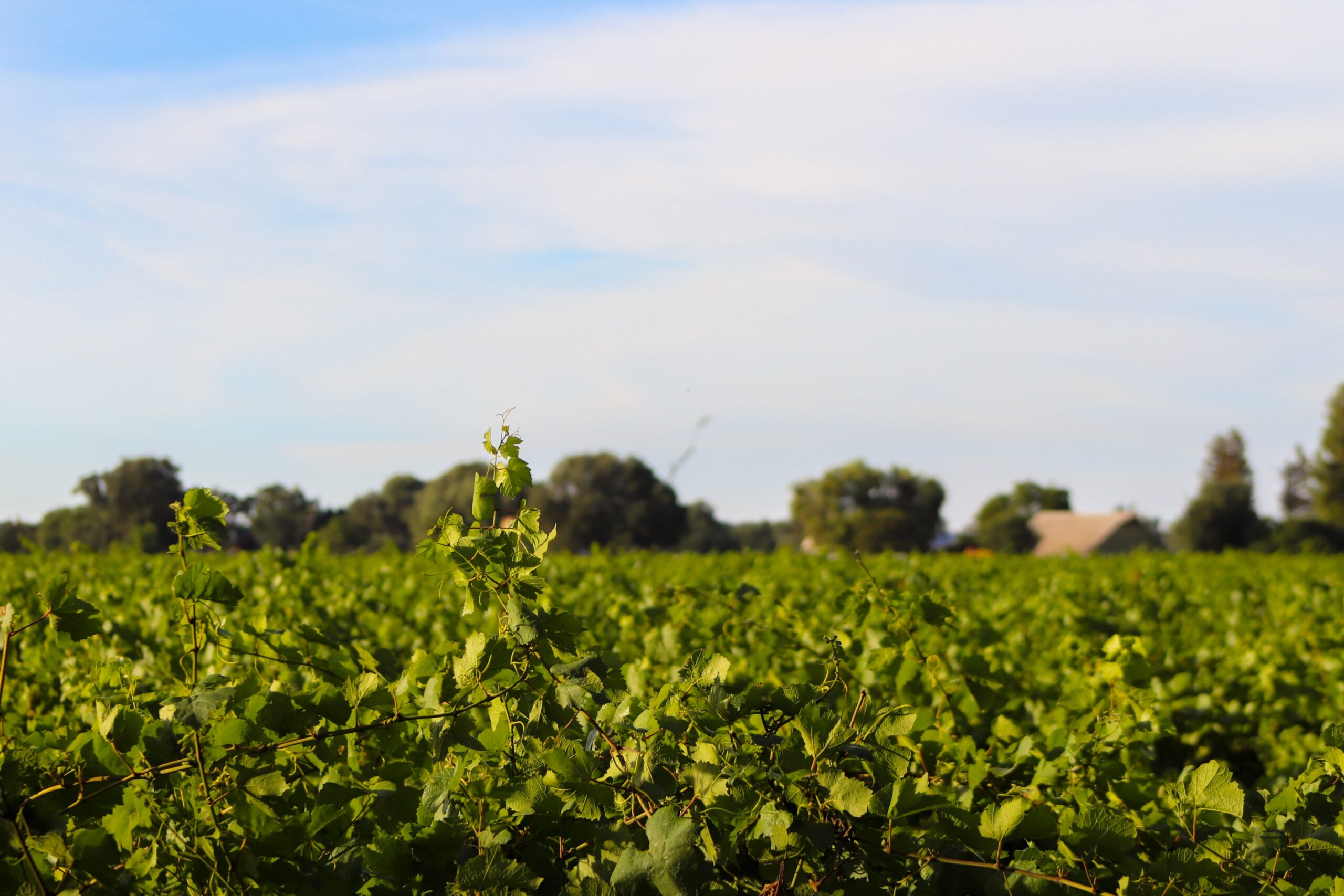 The image showcases scenic vineyard rows stretching along the Sacramento River Delta under a clear blue sky, with distant farmland enhancing the picturesque view. This serene backdrop highlights the charm of California wine country, making it an appealing destination for wine lovers seeking intimate tastings and world-class wines.