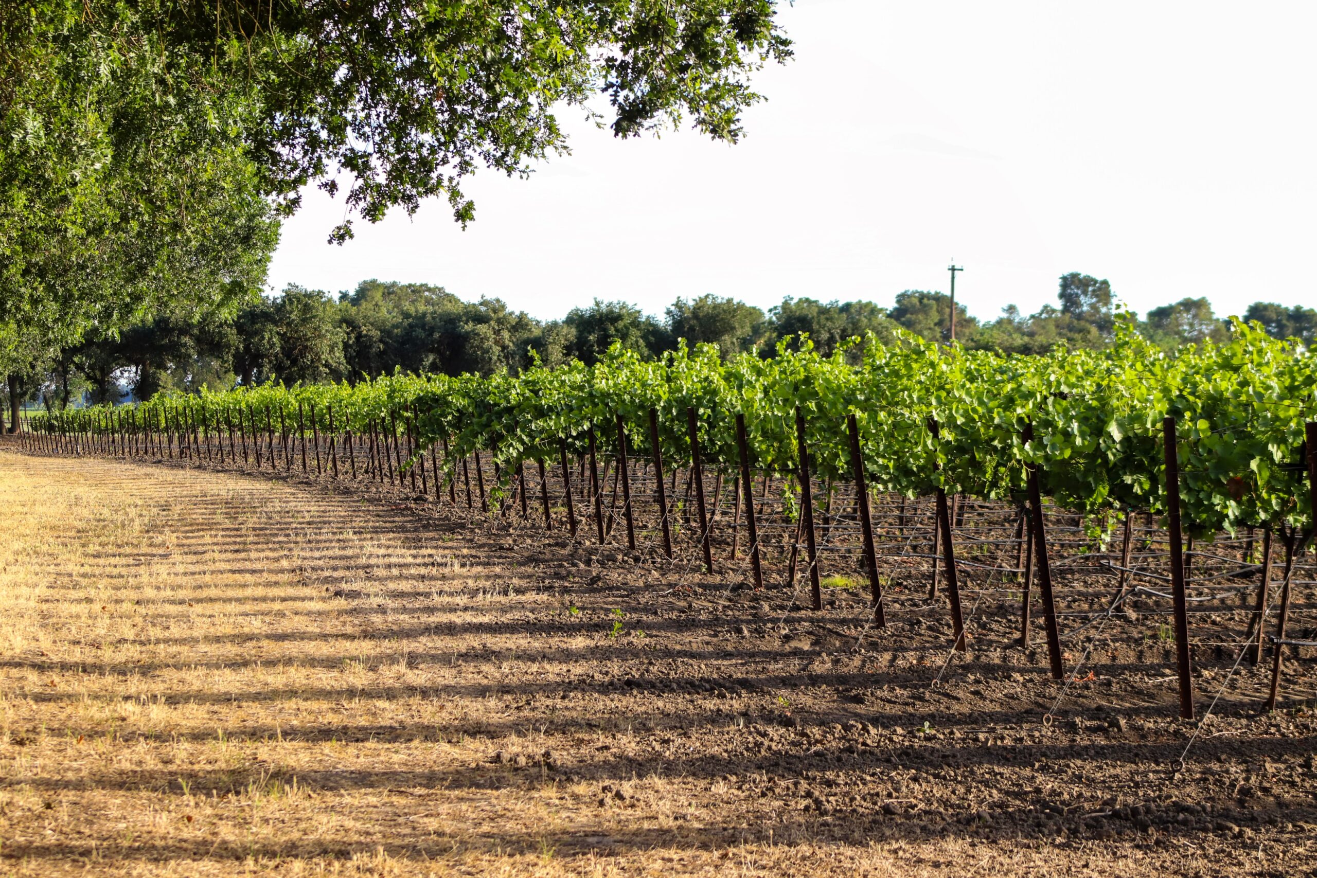 The image captures a stunning sunset over a Sacramento River Delta vineyard, with golden light casting a warm glow on the neatly arranged rows of grapevines. This idyllic scene invites guests to enjoy wine tasting and experience the beauty of local wineries in the heart of Sacramento.