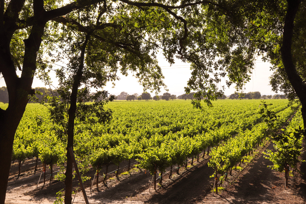 Why Clarksburg Is a Great Alternative to Napa for Casual Wine Lovers