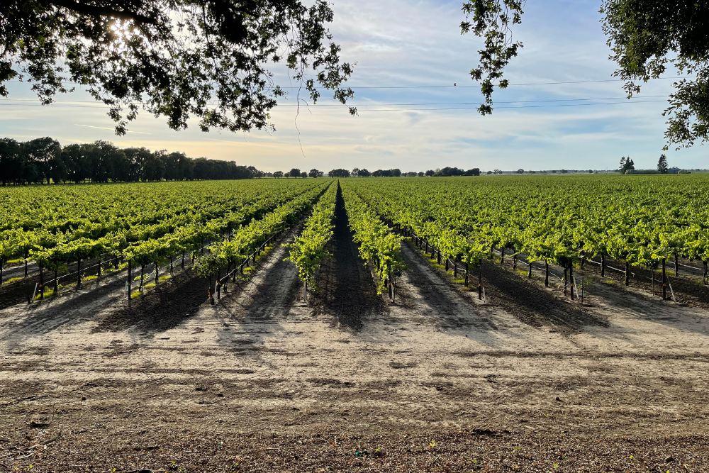 top chardonnay wines